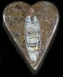 Heart-Shaped Fossil Orthoceras Box - Stoneware #35281-1